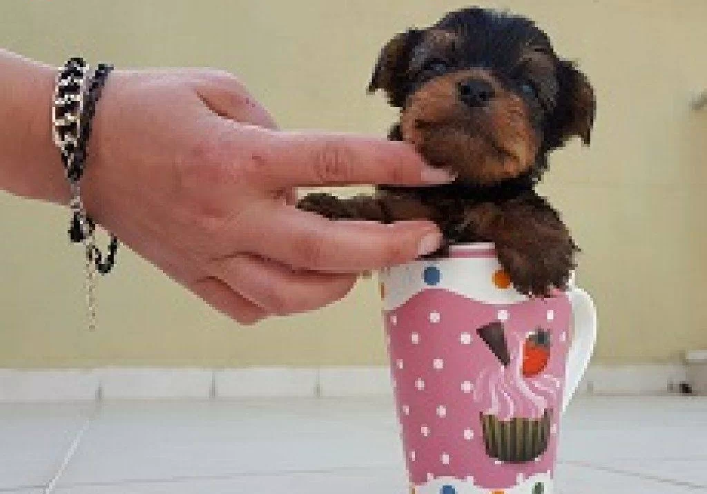 Irk Garantili Yorkshire Terrier Yavruları Puppy Pet Evinde