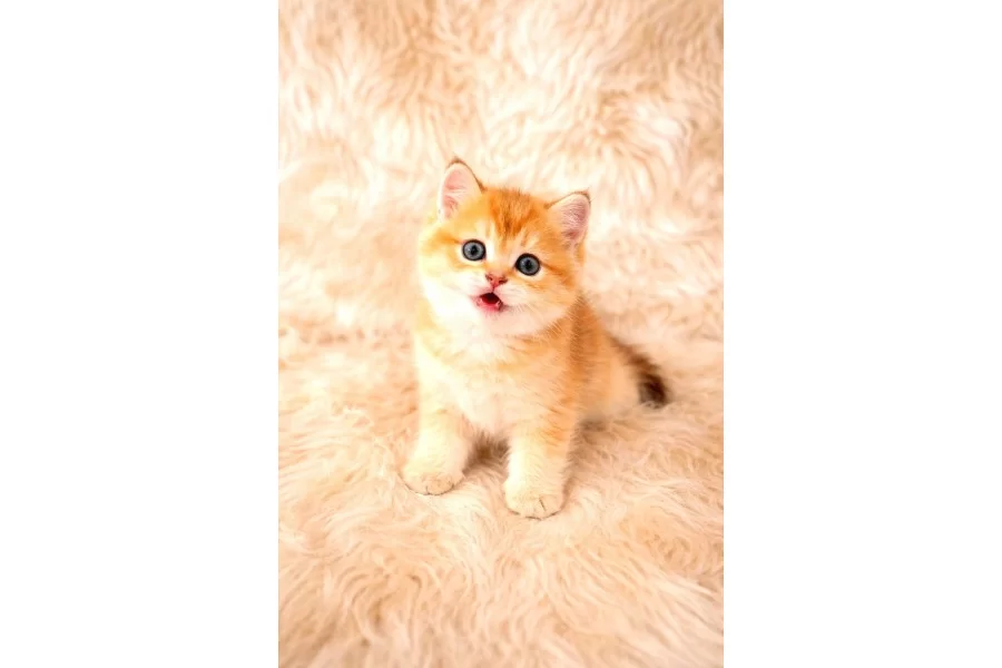 British Shorthair Harika Yavrular