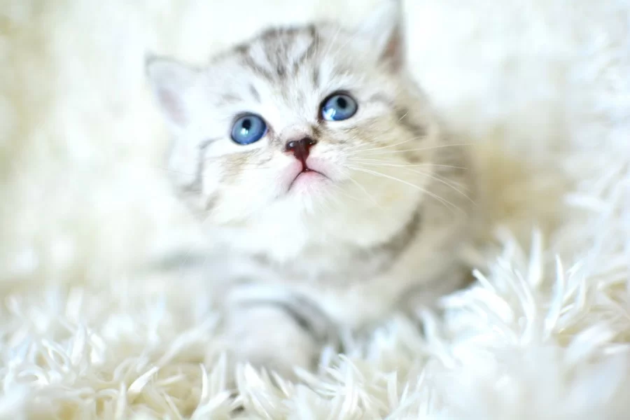 Kalitede Silver Ns24 British Shorthair
