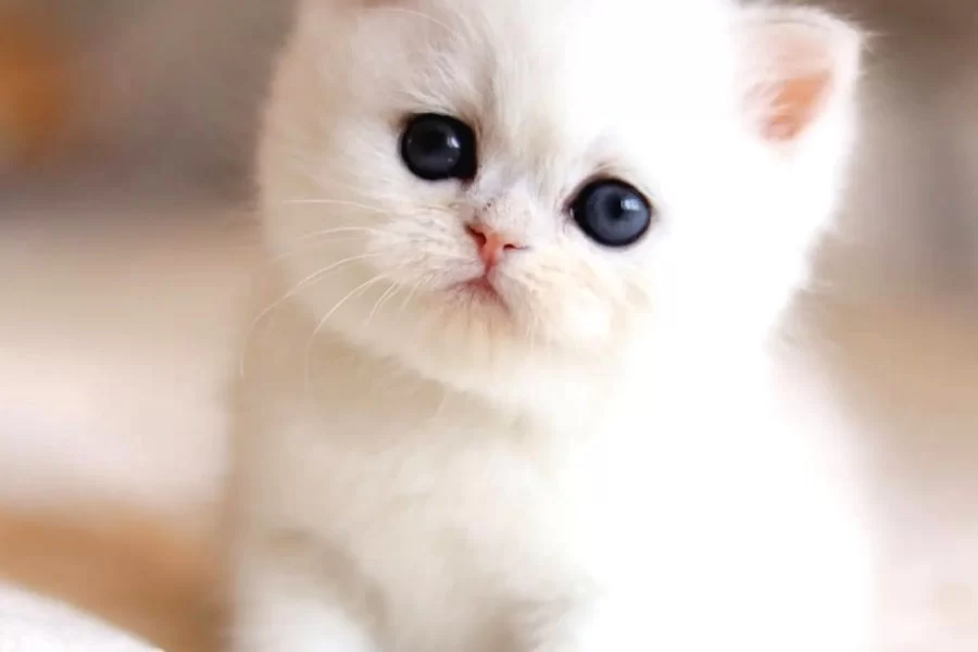 Sut Beyaz Silver Ns1133 British Shorthair