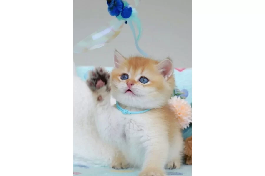 Altın Parıltılı Golden Ny12 British Shorthair