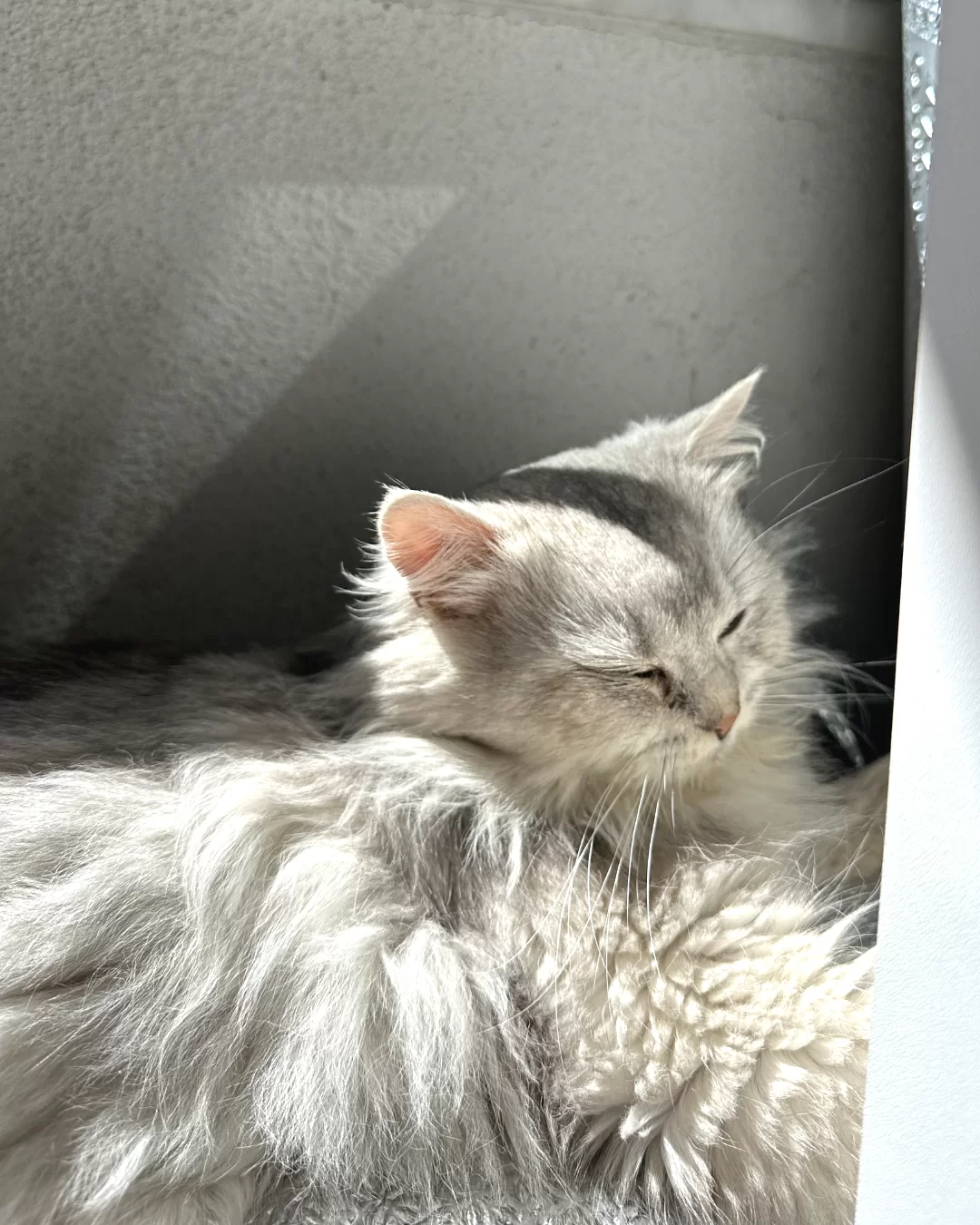 Acil Yuva Arayan Sevgi Dolu Kedi