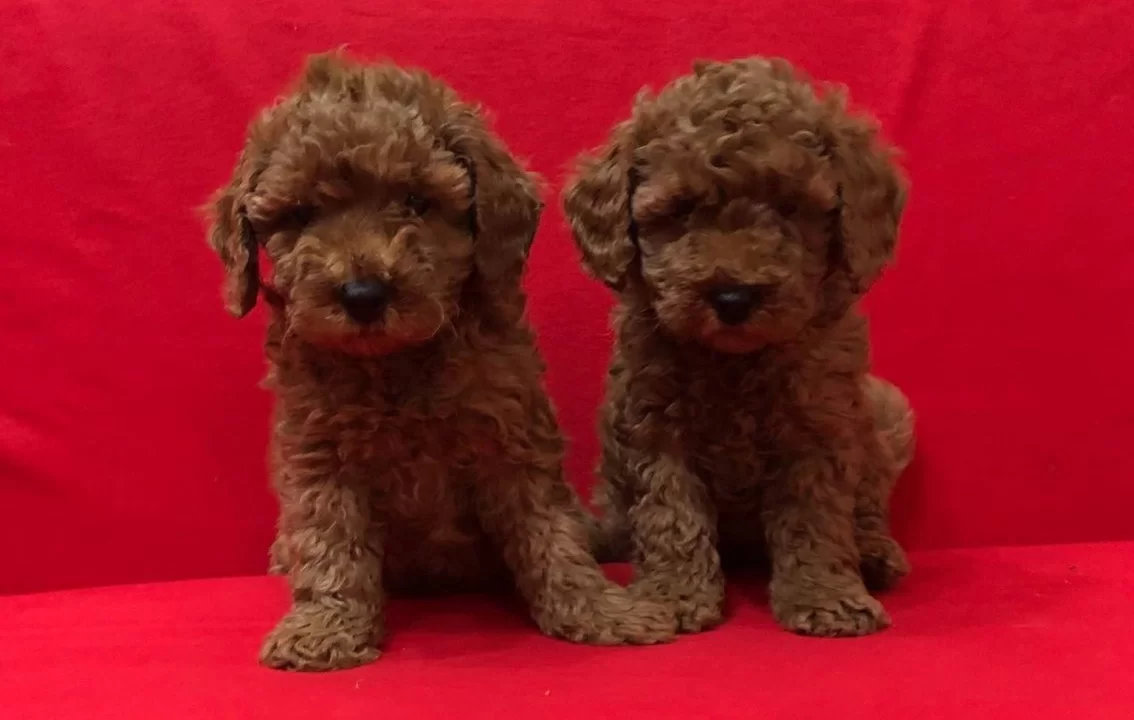 Irk Garantili Mukemmel Toy Poodle Yavrularımız