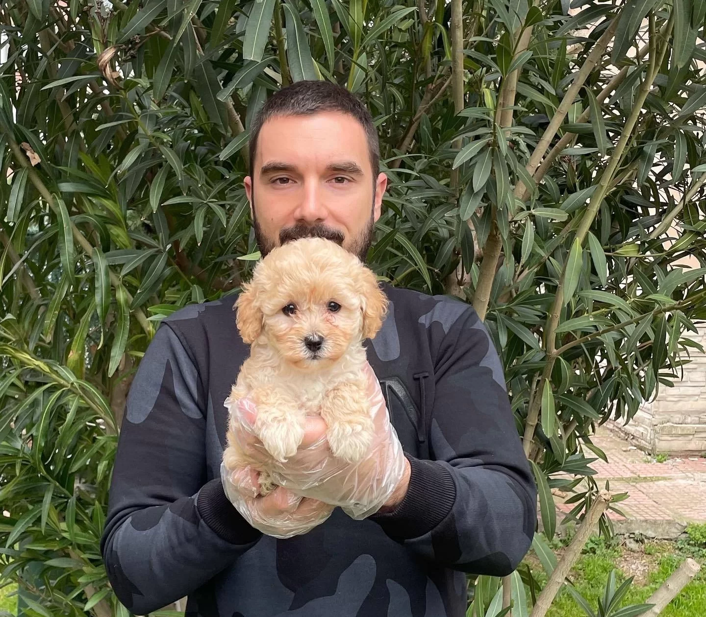 Orjinal F1 Maltipoo Bebeklerimiz