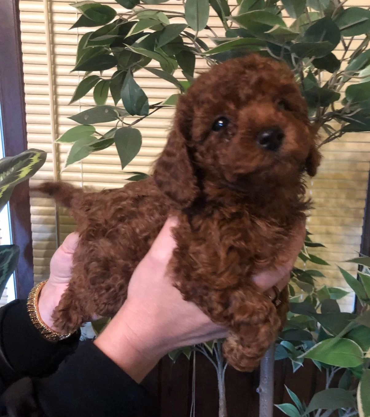 tüy Dokmez Koku Yapmaz Harika Toy Poodle Yavrularımız