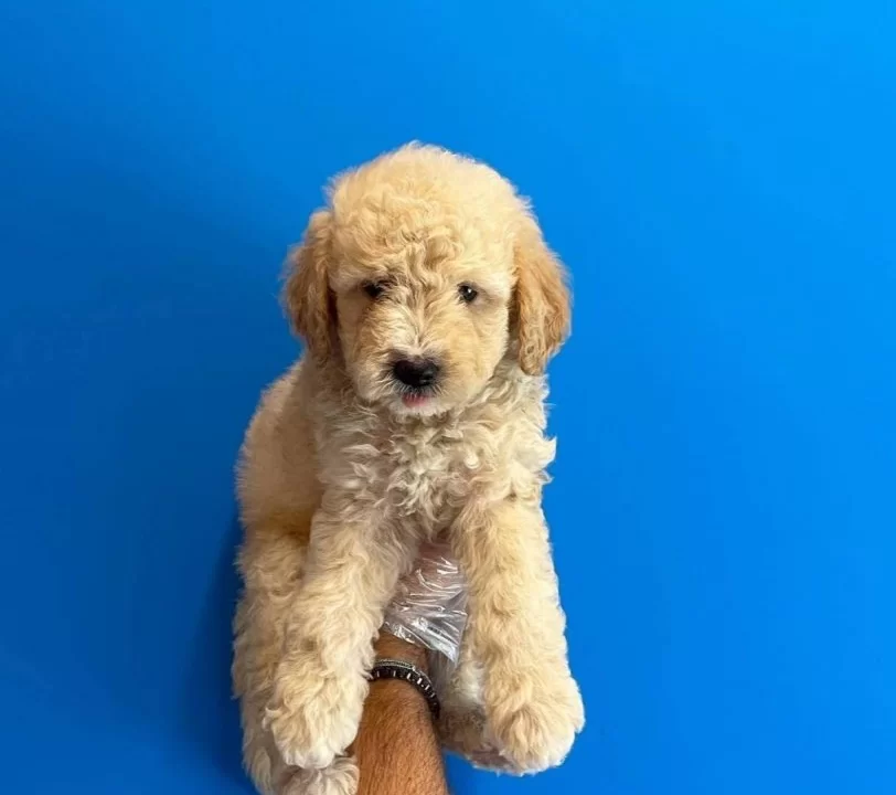 Mukemmel Kalite Maltipoo Bebeklerimiz