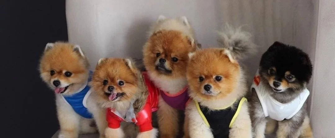Safkan Pomeranianlar