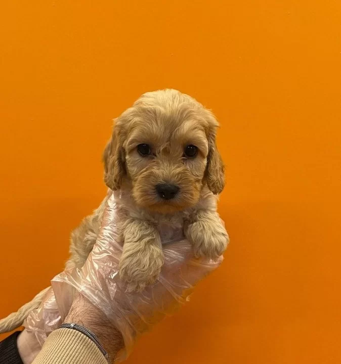 Irk Ve Sağlık Garantili Maltipoo Yavrularımız