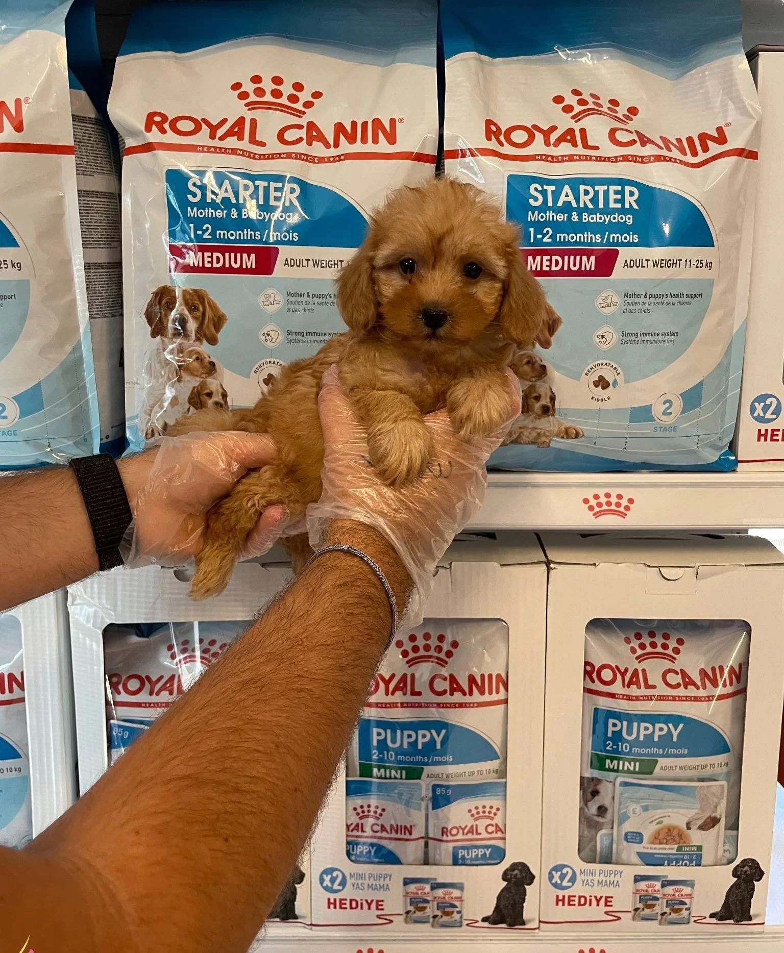 Gerçek Maltipoo Yavrularımız
