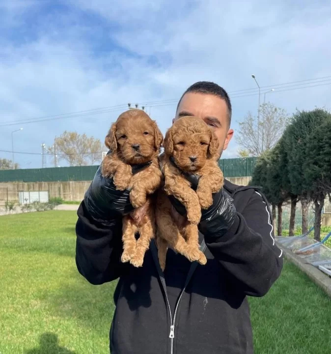 Ozel Renk Red Maltipoo Yavrularımız