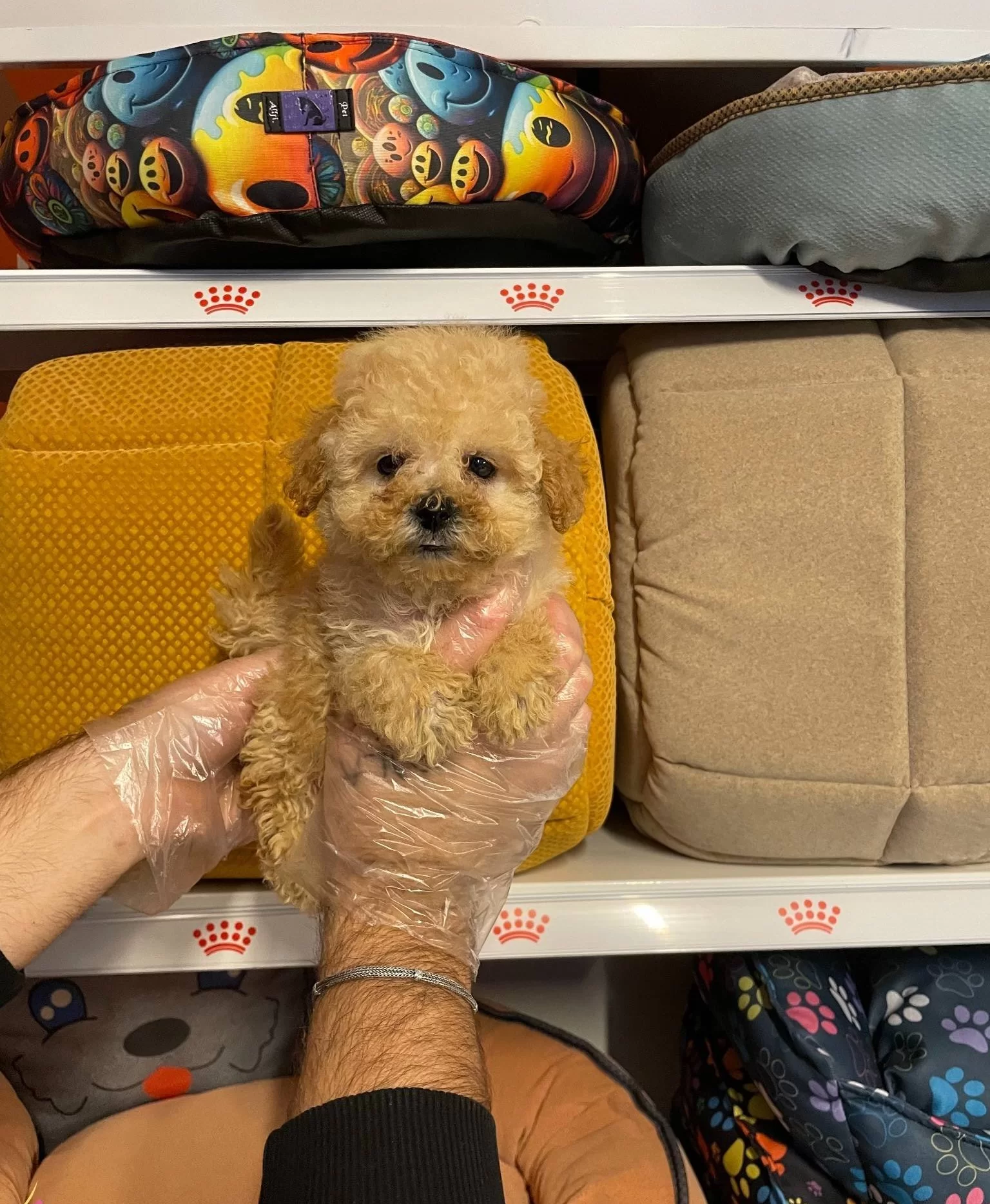 Oyuncak Surat Gerçek Toy Poodle Yavruları