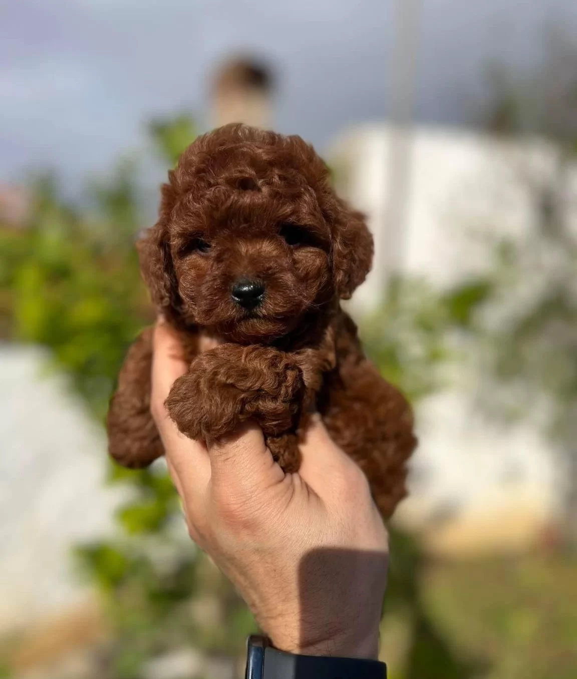 Kore Tarcın Renk Toy Poodle Bebeklerim