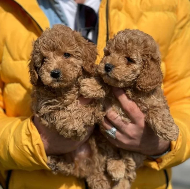 Orjinal Toy Poodle Yavrularim