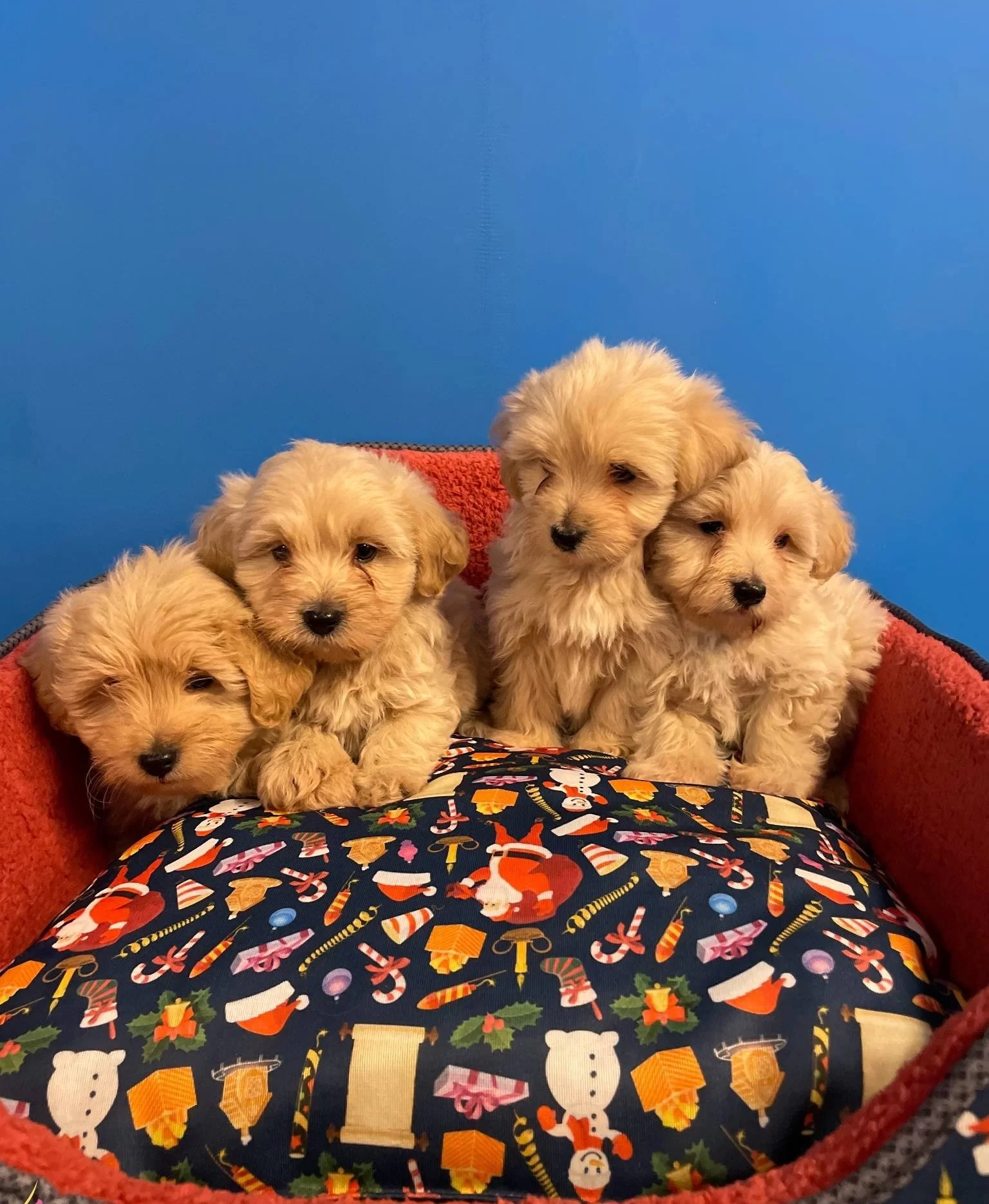 Gerçek Maltipoo Bebeklerimiz
