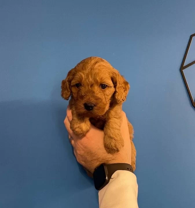 Red Browne Gerçek Maltipoo Yavrularımız