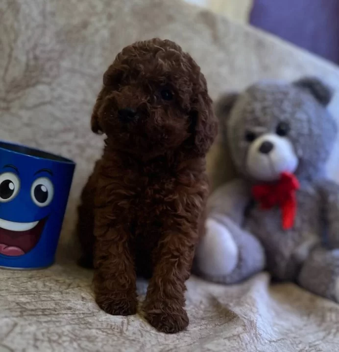Red Brown Toy Poodle Bebeklerim