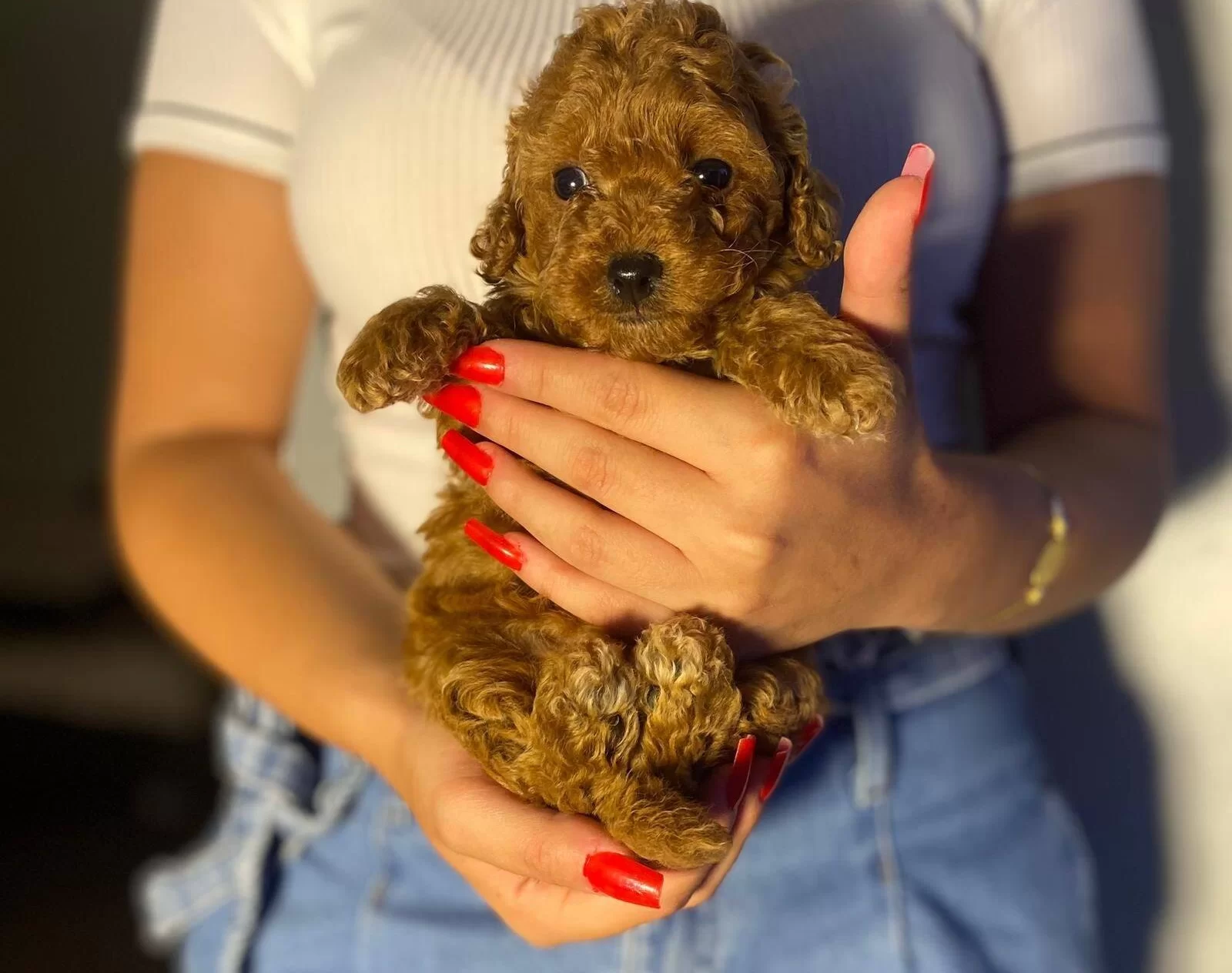 Mini Toy Poodle Yavrular