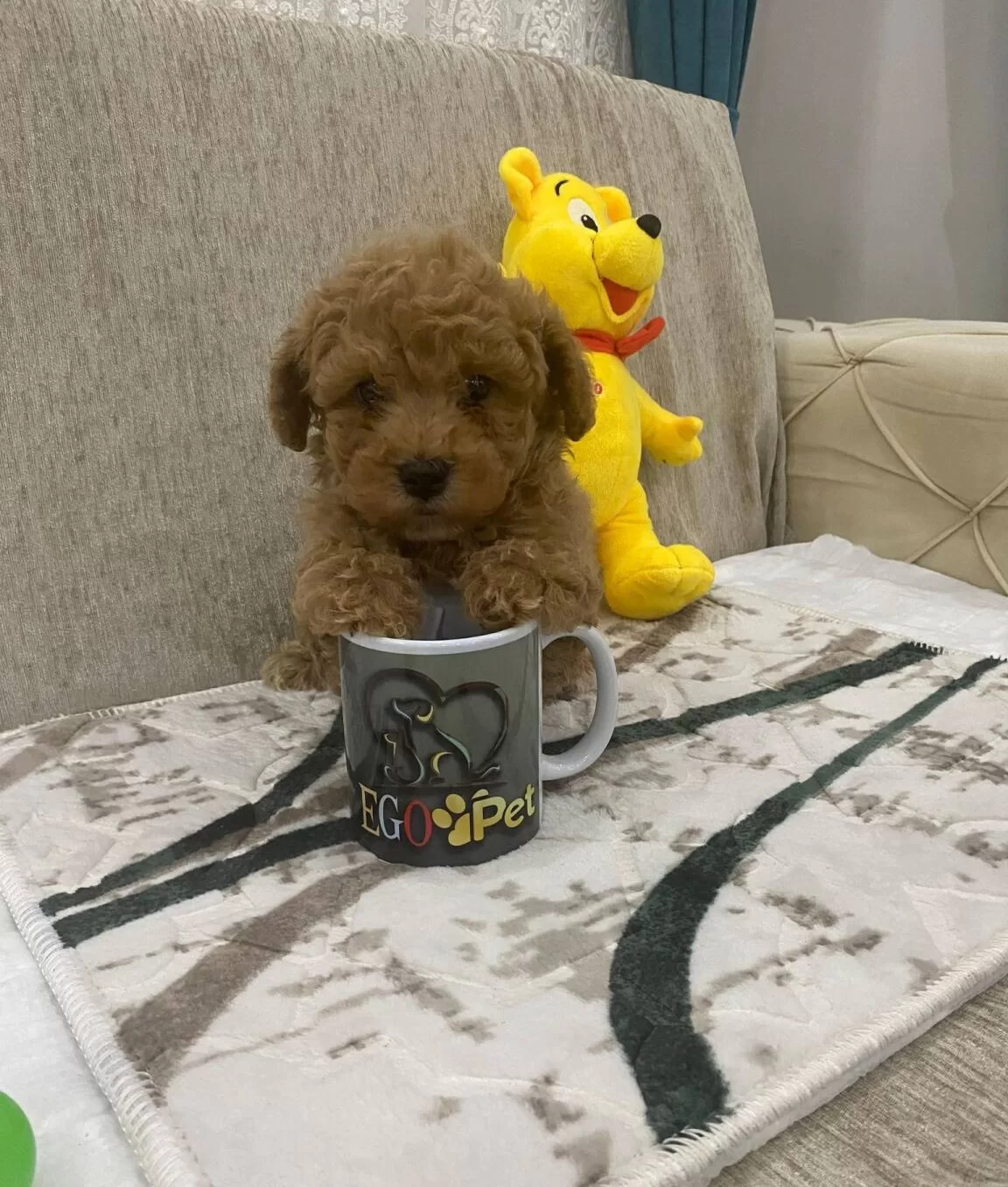 Sevimli Toy Bebeklerimiz