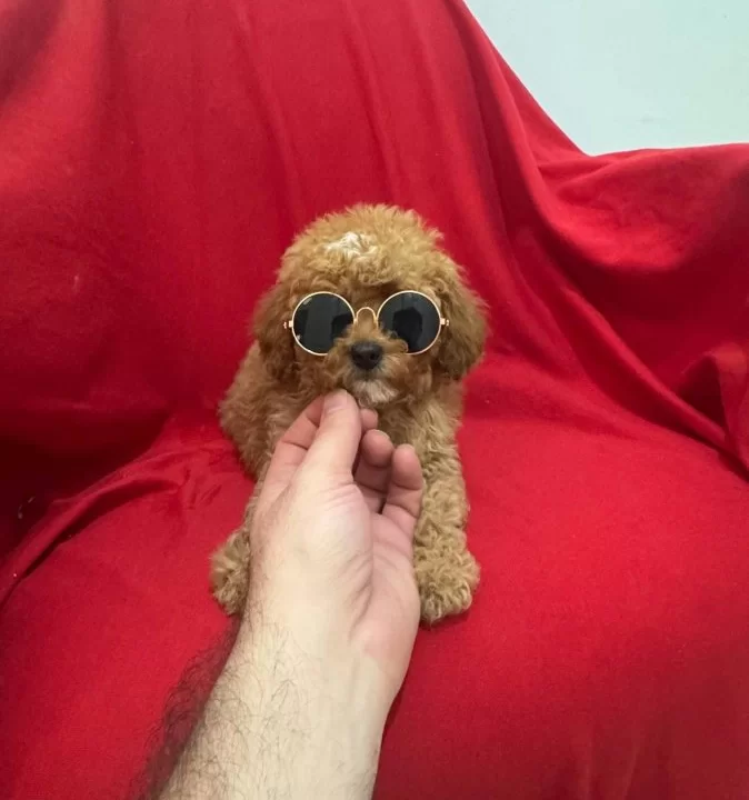 Karizmatik Toy Poodle Bebeklerim