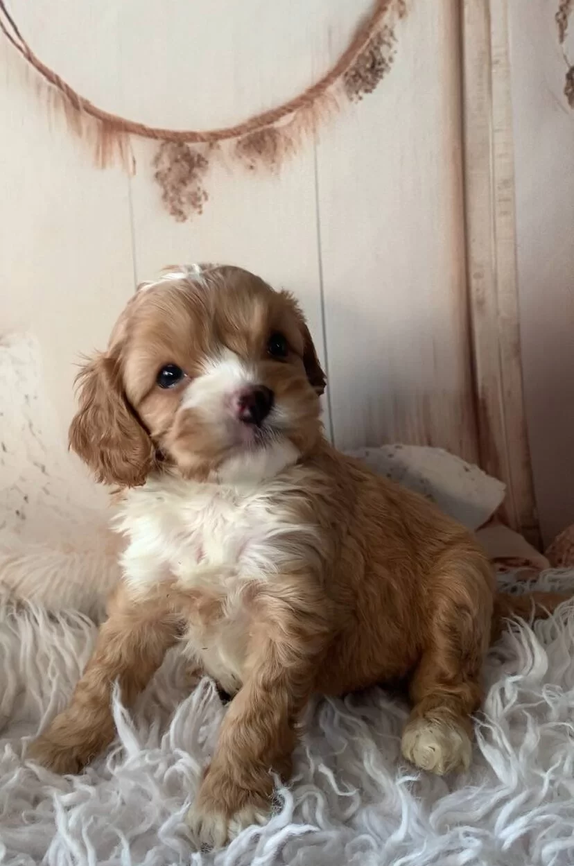 2 Aylık Cavapoo Yavruları