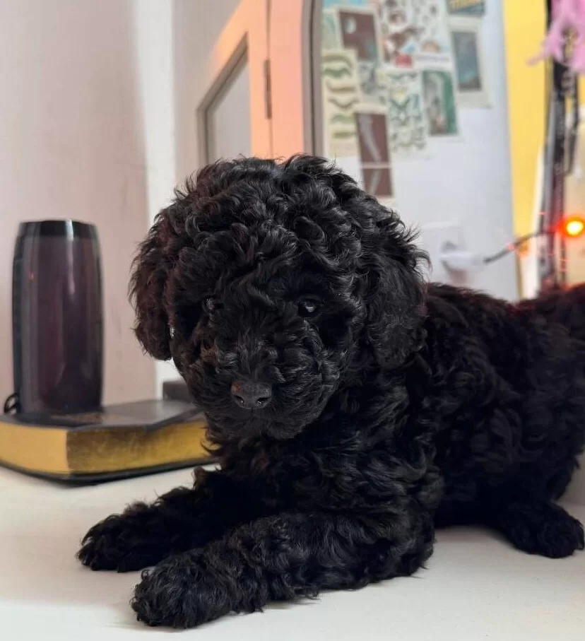 En Uygun Fiyata Toy Poodle Yavruları
