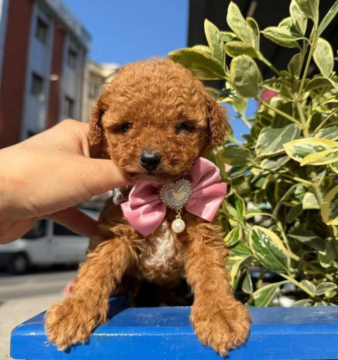 Orjinal Toy Poodle Bebeklerim