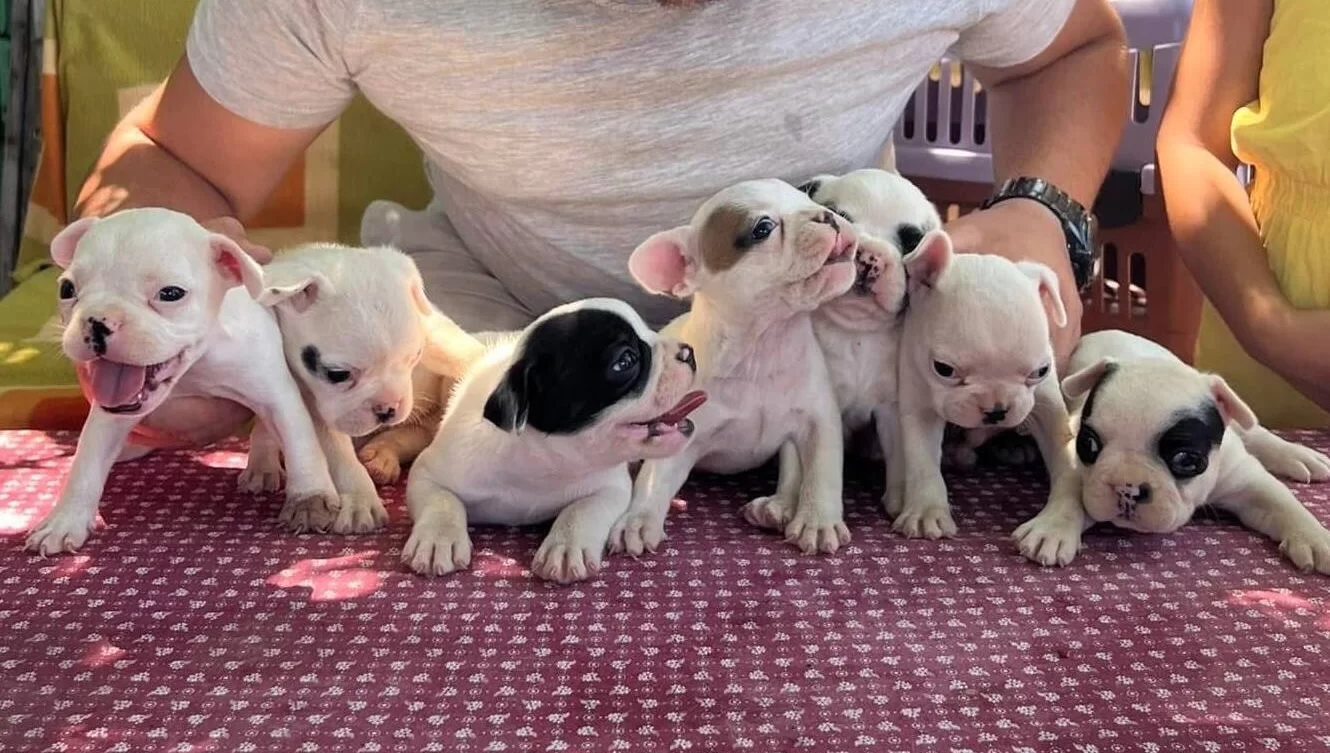 Evraklı Saglıklı Safkan Maskeli Fransız Bulldog Yavruları