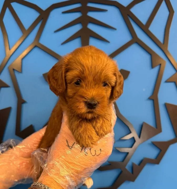 Gülen Yüz Red Ozel Renk Maltipoo Yavruları