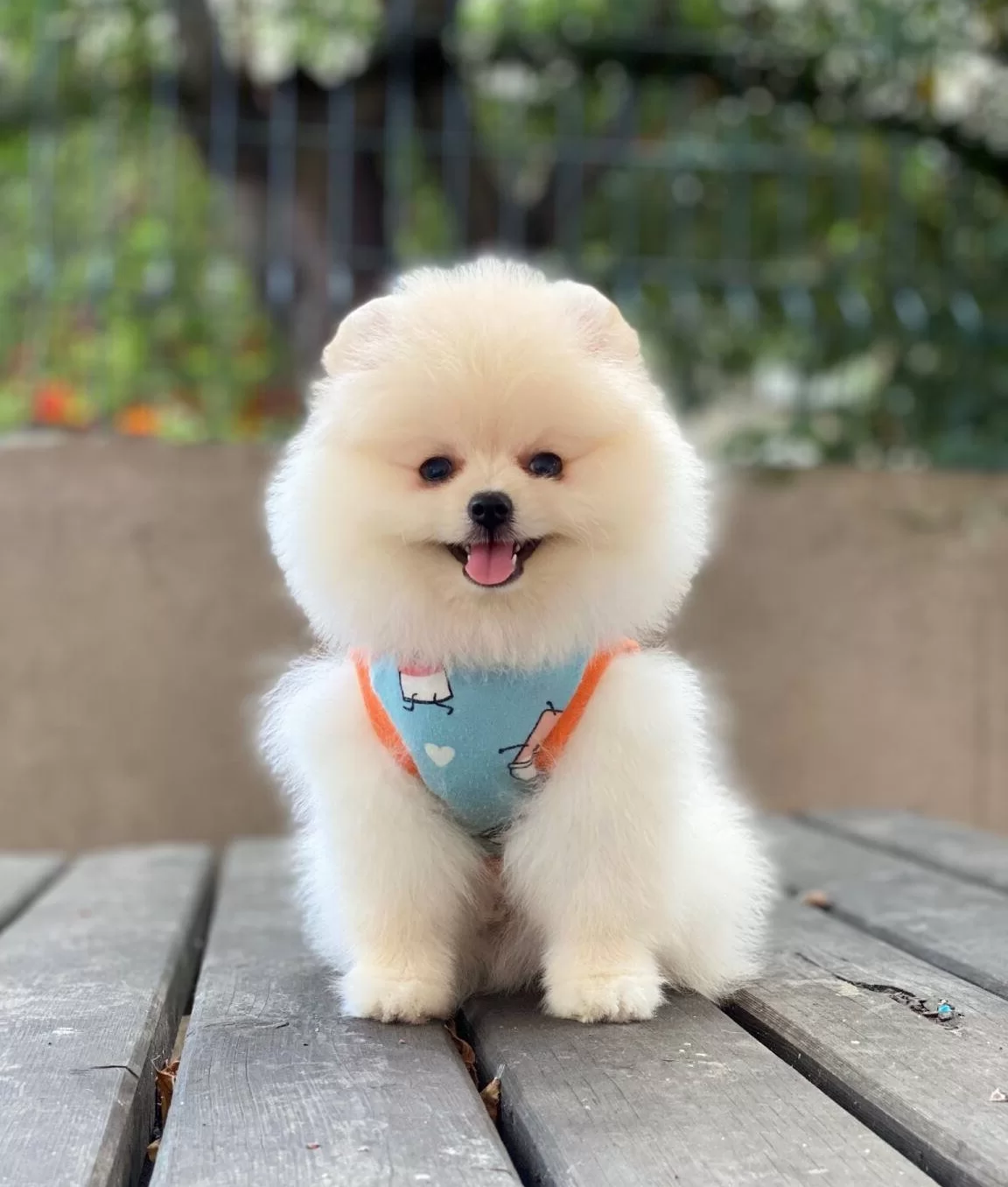 Teddy Bear Suratlı Pomeranian Boo Yavrusu