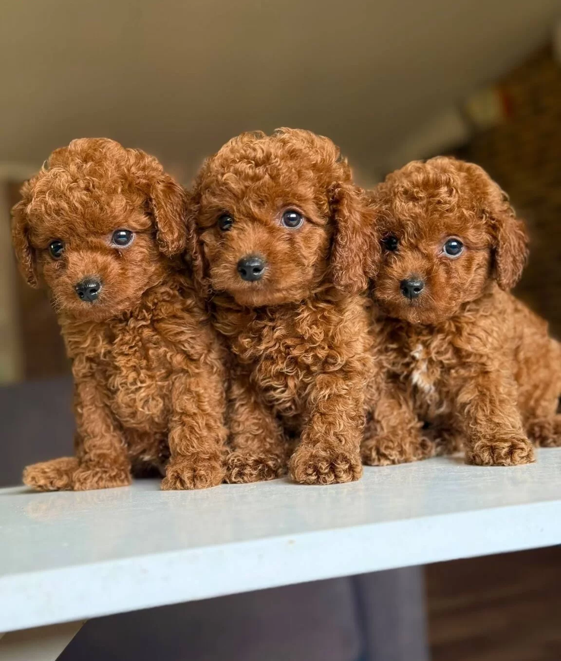 Orijinal Poodle Bebeklerimiz Hazırr