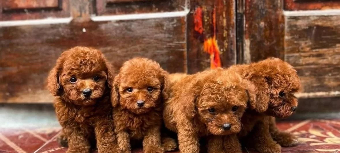 Ankara Kecioren De Evinizin Nesesi Olacak Toy Poodle Yavruları