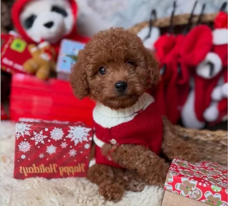 Tatlis Toy Poodle Bebeklerim