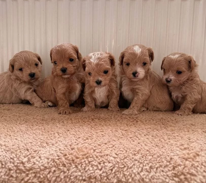 Teacup Boy Ev Dogumlu Maltipoo Bebekler