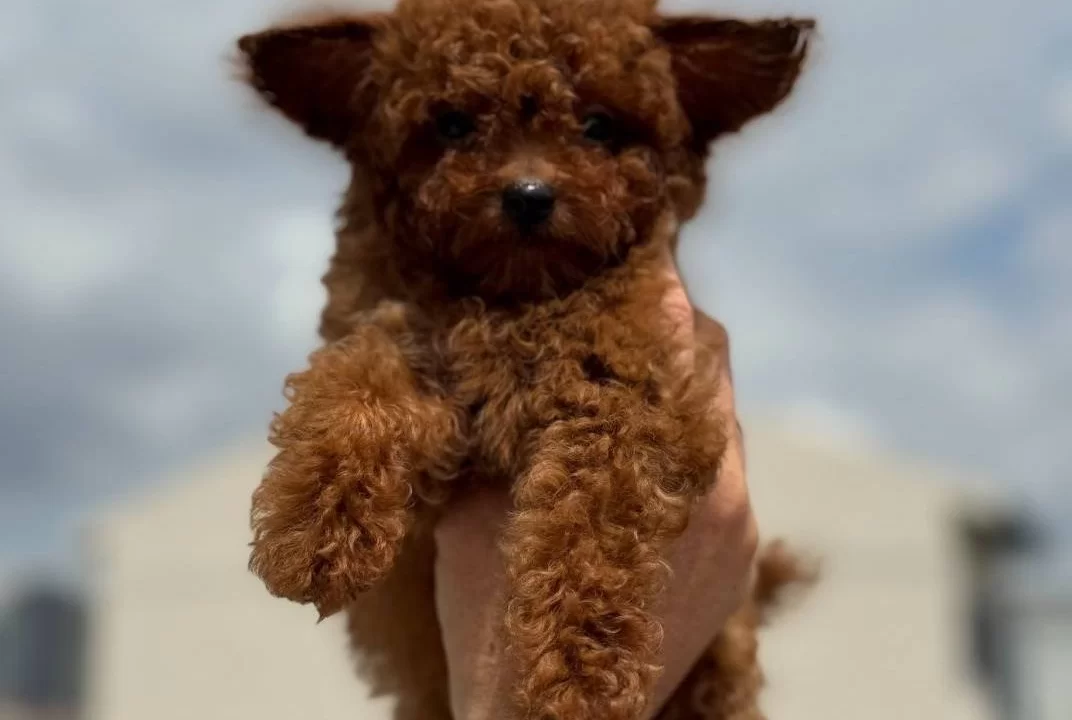Show Kalite Mikro Poodle