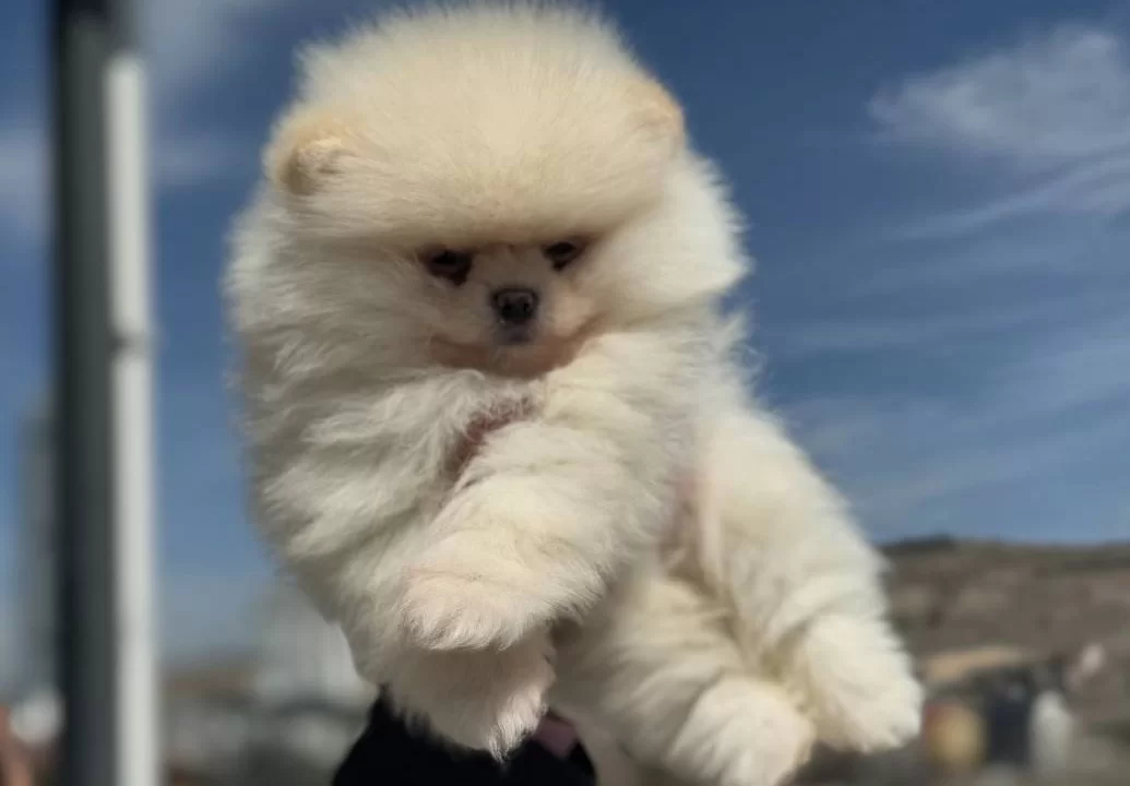 Ayı Surat Teddy Face Pomeranian Yavruları