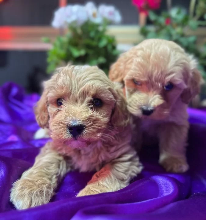 Bulut Yumusaklıgında Mini Maltipoo