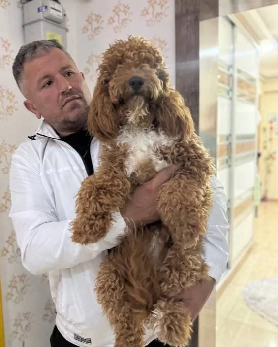7 Aylık Tuvalet Eğitimli Disi Poodle