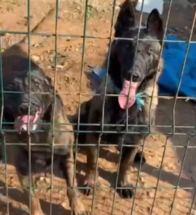5 Aylık Erkek Ve Disi Safkan Malinois