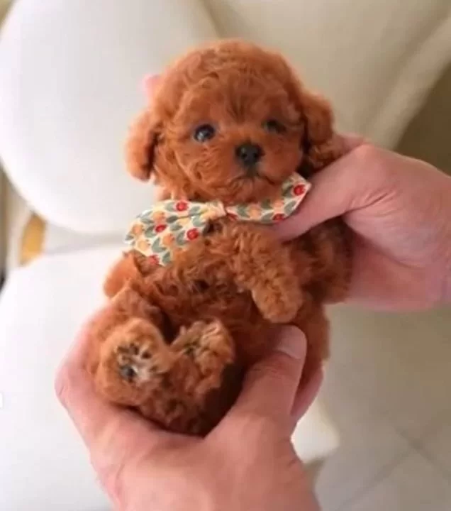 Hipoalerjik Turkiyenin En güzel Kore Poodle Bebekleri