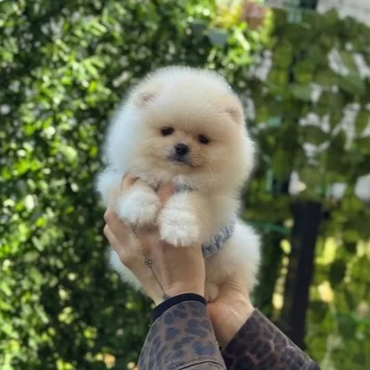 Teddy Bear Pomeranian Boo