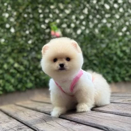 Oyuncak Boy Pomeranian Boo Kızımız