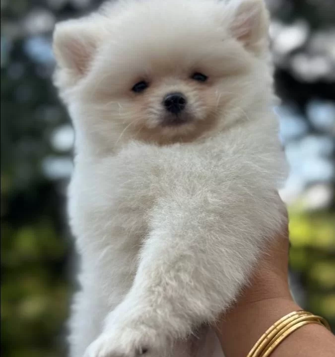Kar Beyaz Pomeranian Boo