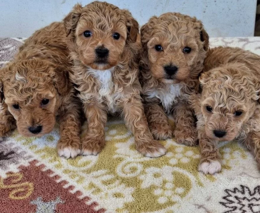 Poodledan Farksız Maltipoo