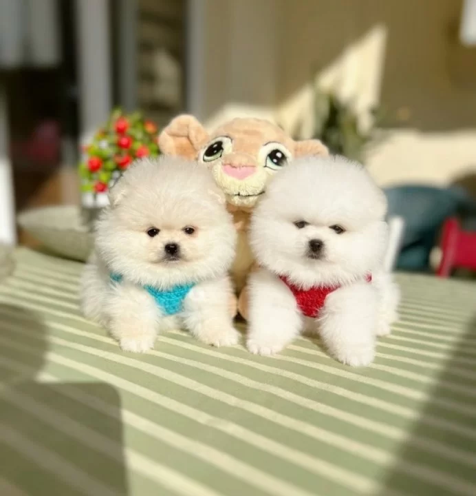 2 Erkek Ayıcıklar Pomeranian Boo