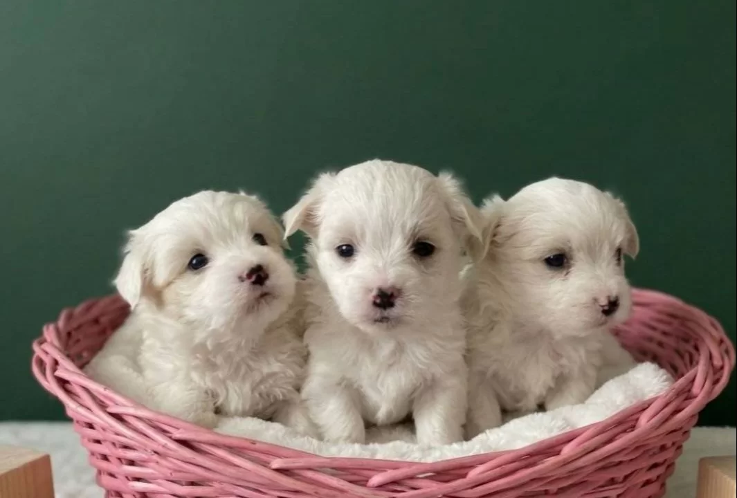 Maltese Bebişler