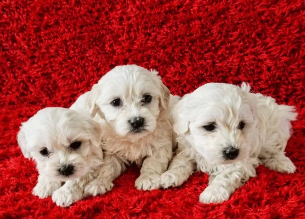 Maltese Miniklerimiz