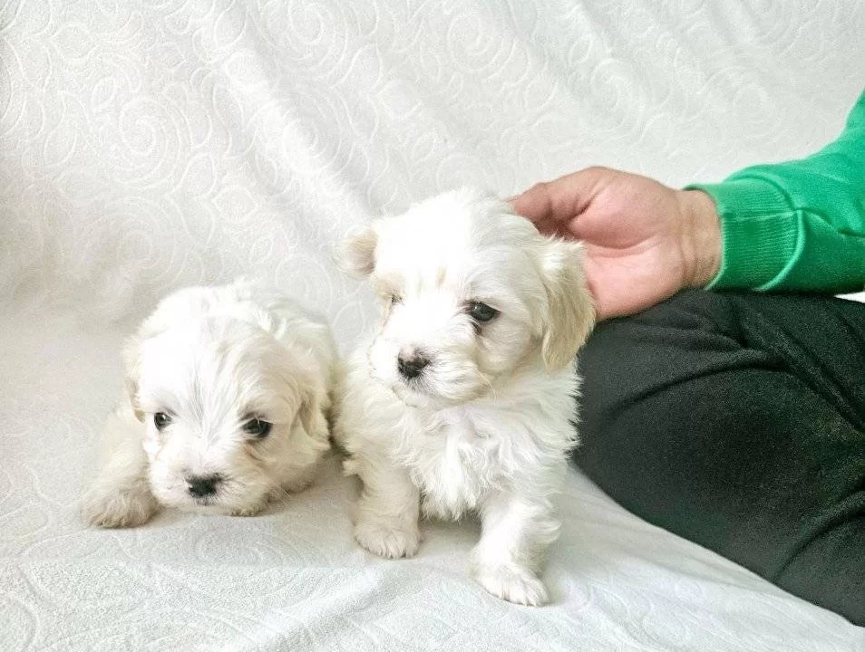Terrier Maltese Yavrular