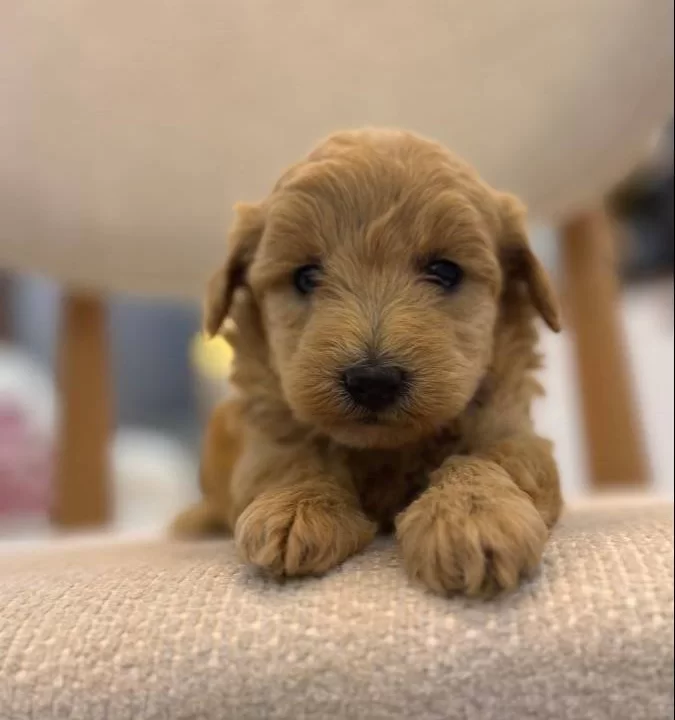 Minik Maltipoo Bebeklerim