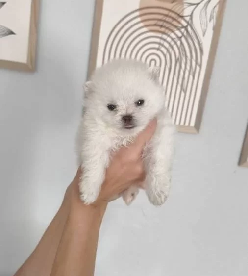 Pomerian Boo Ust Kalite Erkek Ve Disi