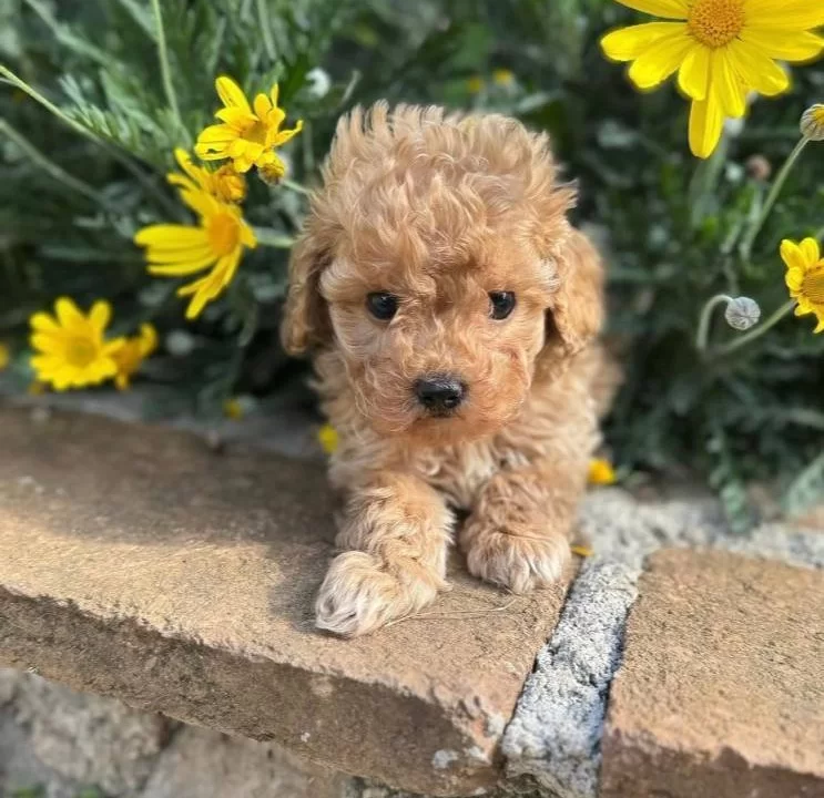 Kıvır Kıvır Safkan Maltipoo Yavruları